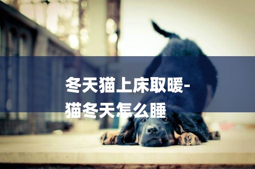 冬天貓上床取暖-
貓冬天怎么睡