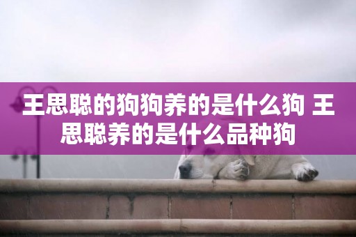 王思聰的狗狗養的是什么狗 王思聰養的是什么品種狗