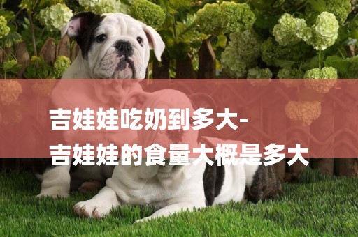 吉娃娃吃奶到多大-
吉娃娃的食量大概是多大