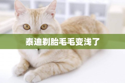 泰迪剃胎毛毛變淺了