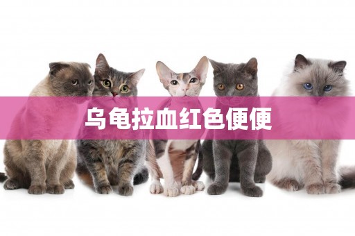 烏龜拉血紅色便便