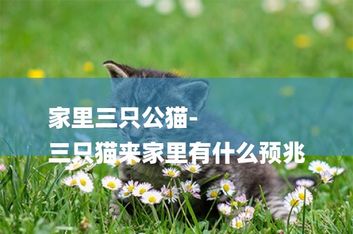 家里三只公貓-
三只貓來家里有什么預兆