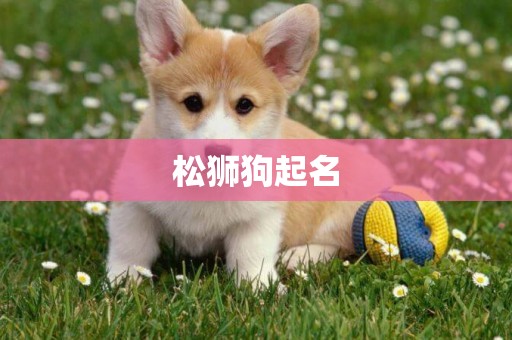 松獅狗起名