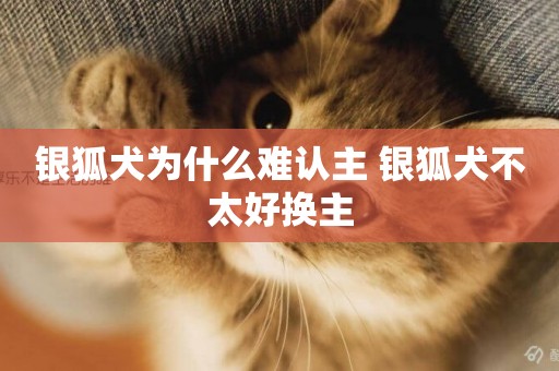 銀狐犬為什么難認主 銀狐犬不太好換主