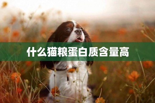 什么貓糧蛋白質含量高
