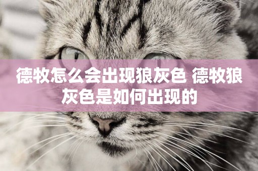 德牧怎么會出現狼灰色 德牧狼灰色是如何出現的