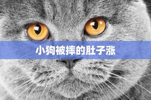 小狗被摔的肚子漲