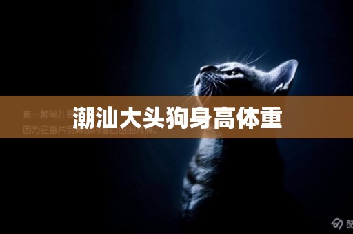 潮汕大頭狗身高體重
