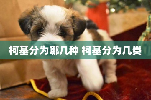 柯基分為哪幾種 柯基分為幾類