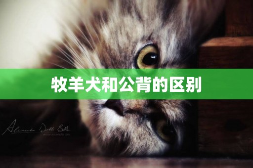 牧羊犬和公背的區別