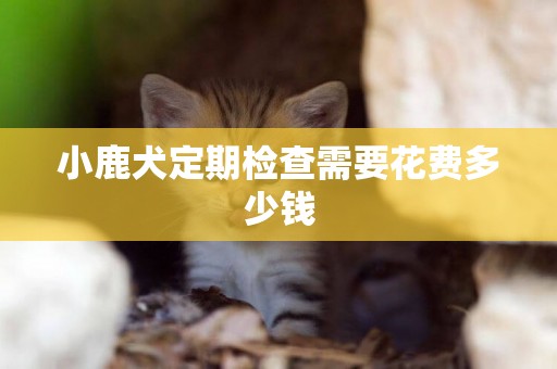 小鹿犬定期檢查需要花費多少錢
