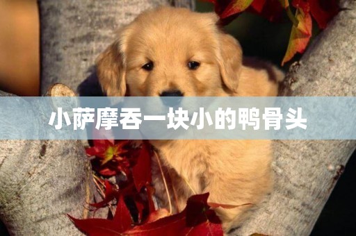 小薩摩吞一塊小的鴨骨頭