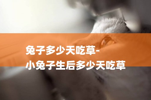 兔子多少天吃草-
小兔子生后多少天吃草