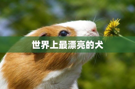 世界上最漂亮的犬