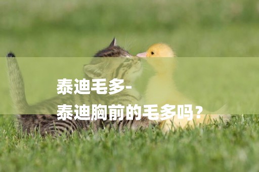泰迪毛多-
泰迪胸前的毛多嗎？