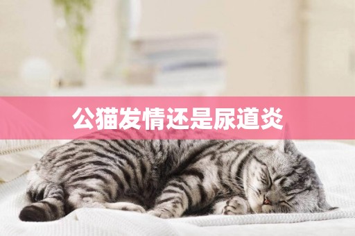 公貓發情還是尿道炎
