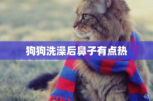 狗狗洗澡后鼻子有點熱