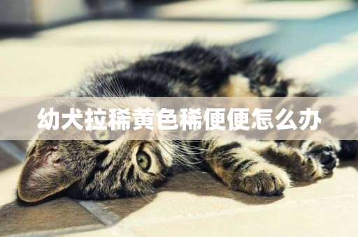 幼犬拉稀黃色稀便便怎么辦