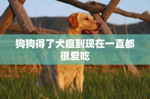 狗狗得了犬瘟到現在一直都很愛吃
