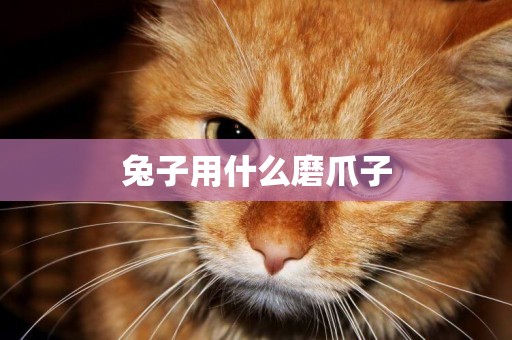 兔子用什么磨爪子