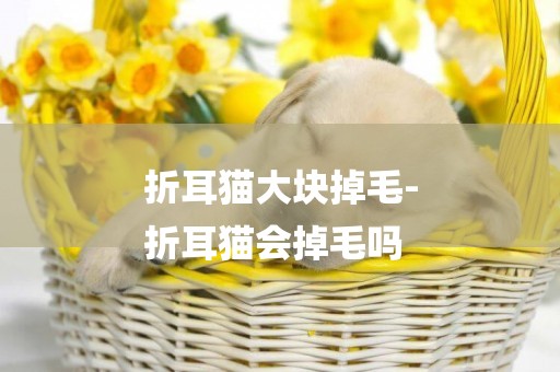 折耳貓大塊掉毛-
折耳貓會掉毛嗎
