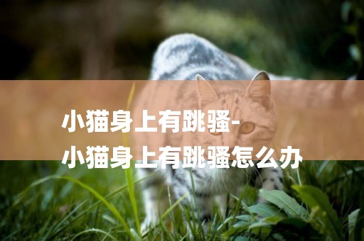 小貓身上有跳騷-
小貓身上有跳騷怎么辦