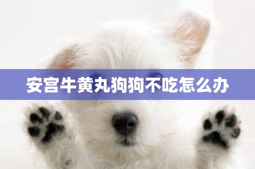 安宮牛黃丸狗狗不吃怎么辦