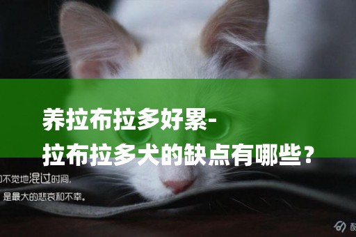 養拉布拉多好累-
拉布拉多犬的缺點有哪些？