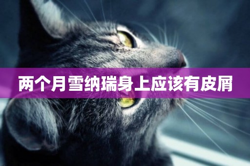 兩個月雪納瑞身上應該有皮屑