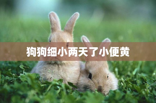 狗狗細小兩天了小便黃