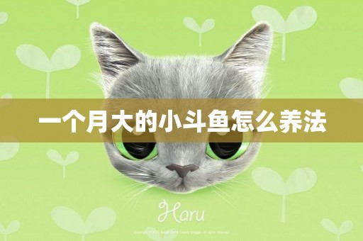 一個月大的小斗魚怎么養法