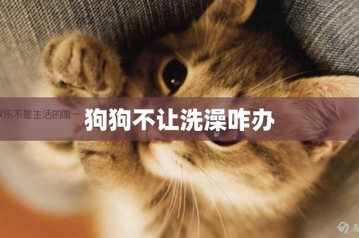 狗狗不讓洗澡咋辦