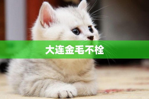 大連金毛不栓