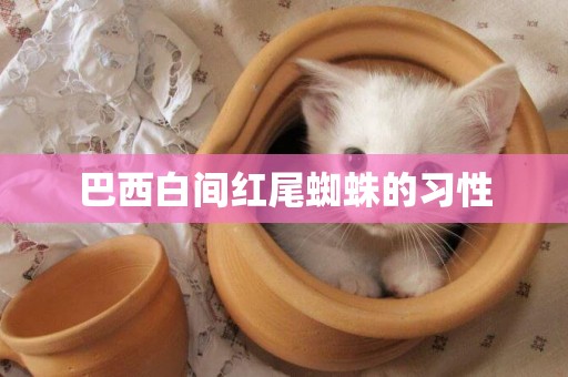 巴西白間紅尾蜘蛛的習性