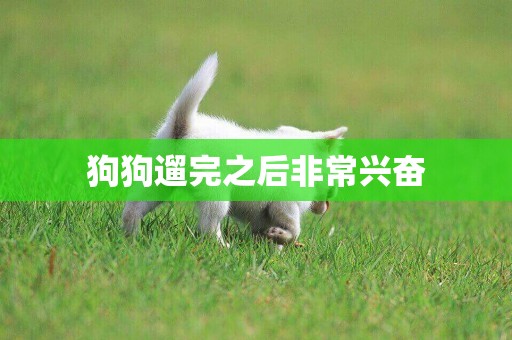 狗狗遛完之后非常興奮