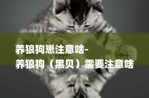 養狼狗崽注意啥-
養狼狗（黑貝）需要注意啥