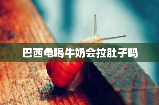 巴西龜喝牛奶會拉肚子嗎