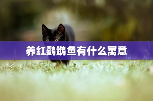 養紅鸚鵡魚有什么寓意