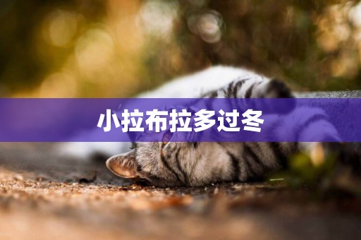 小拉布拉多過冬