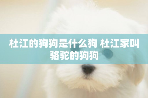 杜江的狗狗是什么狗 杜江家叫駱駝的狗狗