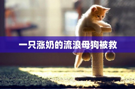 一只漲奶的流浪母狗被救
