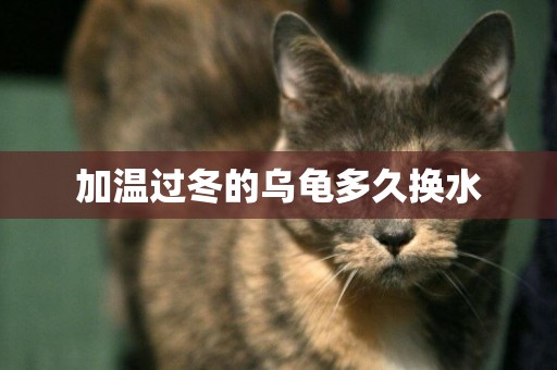加溫過冬的烏龜多久換水