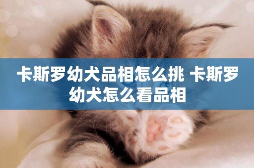 卡斯羅幼犬品相怎么挑 卡斯羅幼犬怎么看品相