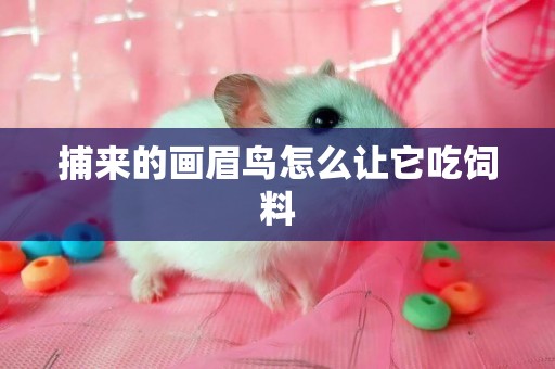 捕來的畫眉鳥怎么讓它吃飼料