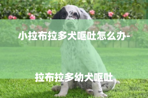 小拉布拉多犬嘔吐怎么辦-
拉布拉多幼犬嘔吐