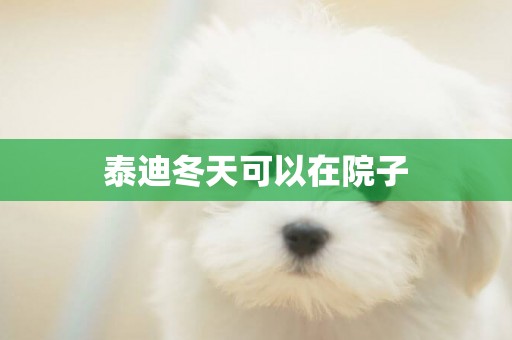 泰迪冬天可以在院子