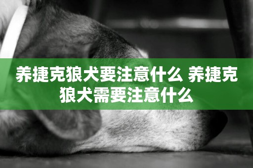 養捷克狼犬要注意什么 養捷克狼犬需要注意什么