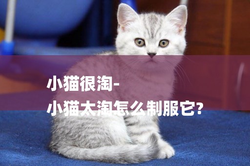 小貓很淘-
小貓太淘怎么制服它?