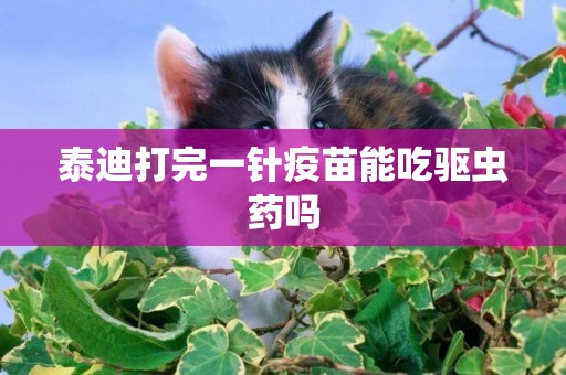 泰迪打完一針疫苗能吃驅蟲藥嗎