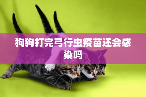 狗狗打完弓行蟲疫苗還會感染嗎